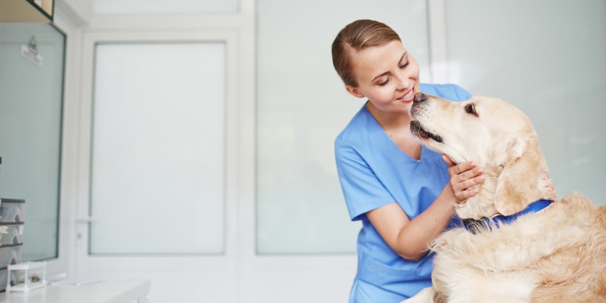 laser therapy for dogs